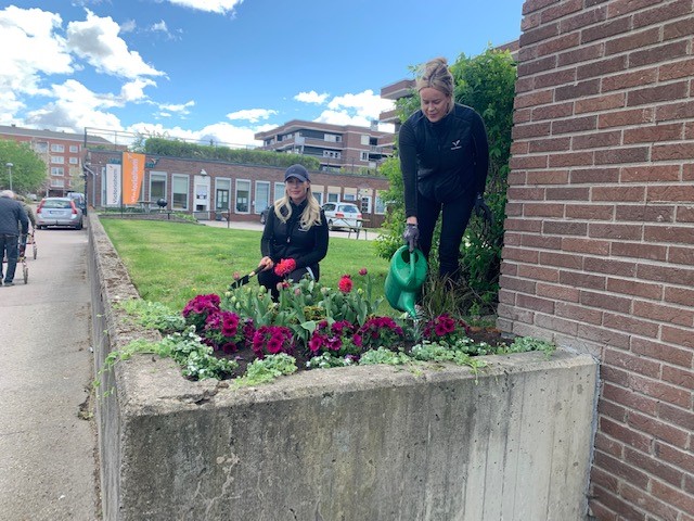 Plantering av vår- och sommarblommor i vårt bostadsområde Köping