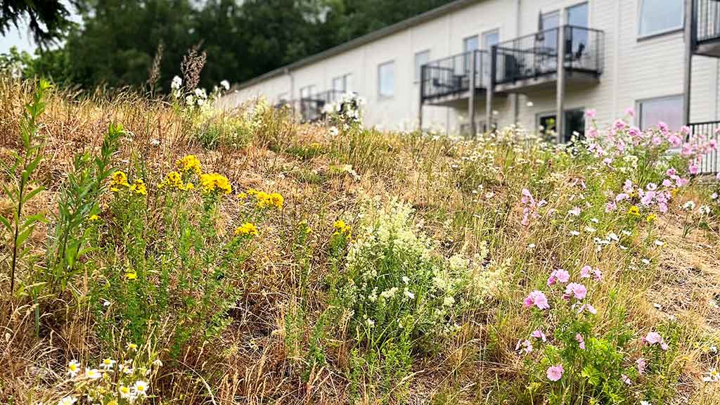 Pollinering Med Blommor (1)