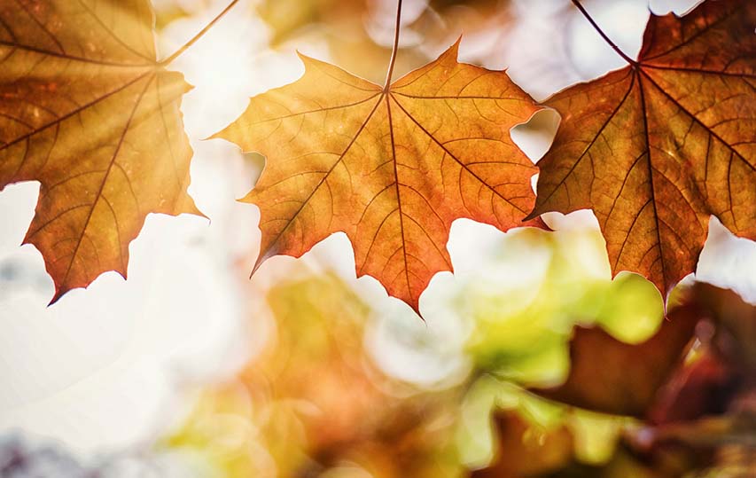 Höstlovsaktiviteter i stadsdelen Kungsmarken i Karlskrona.
